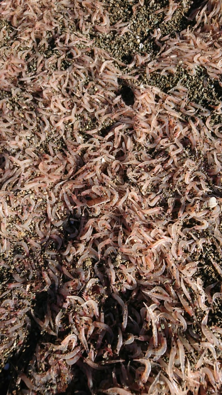 ESEMPLARI DI CROSTACEI A LACCO AMENO: LA CAUSA NON È L’INQUINAMENTO