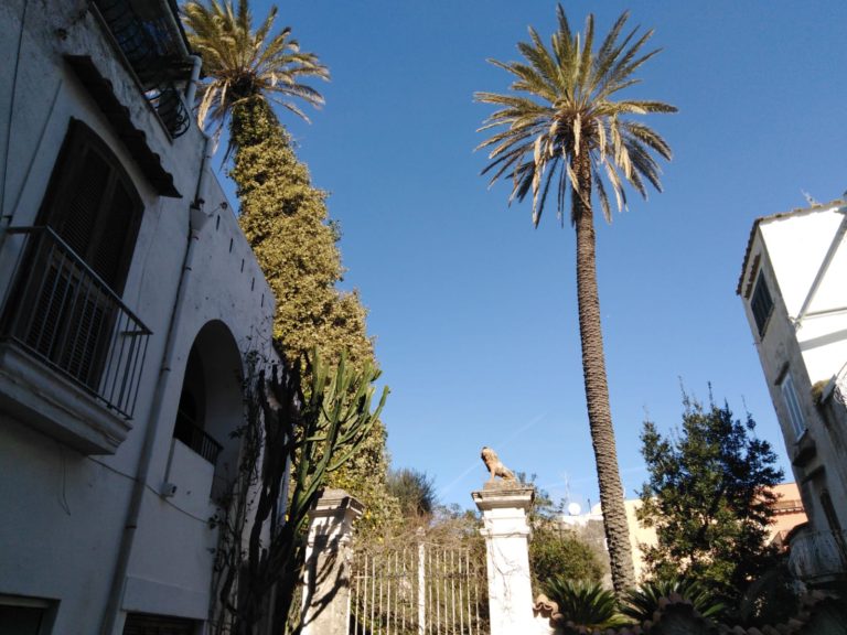 IN PERICOLO UNA DELLE PALME DELLO SKYLINE DI FORIO