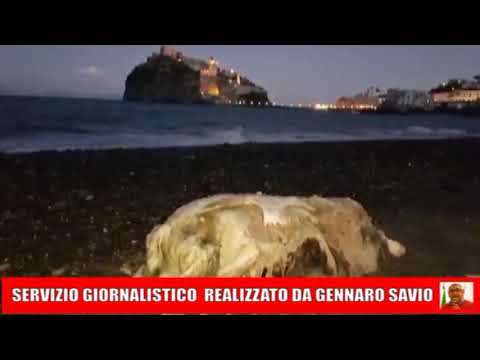 ISCHIA, LA TARTARUGA CARETTA CARETTA HA INGERITO PLASTICA?