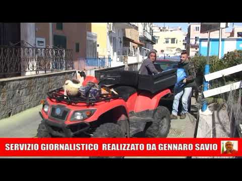 ISCHIA, RIMOSSA LA TARTARUGA CARETTA CARETTA