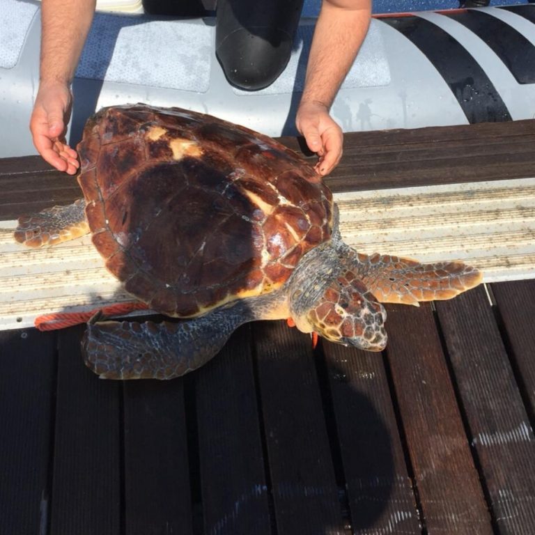 ISCHIA: SALVATA TARTARUGA INTRAPPOLATA IN UNA RETINA DI   PLASTICA GRAZIE AL PRONTO INTEVENTO DI UN DIPORTISTA