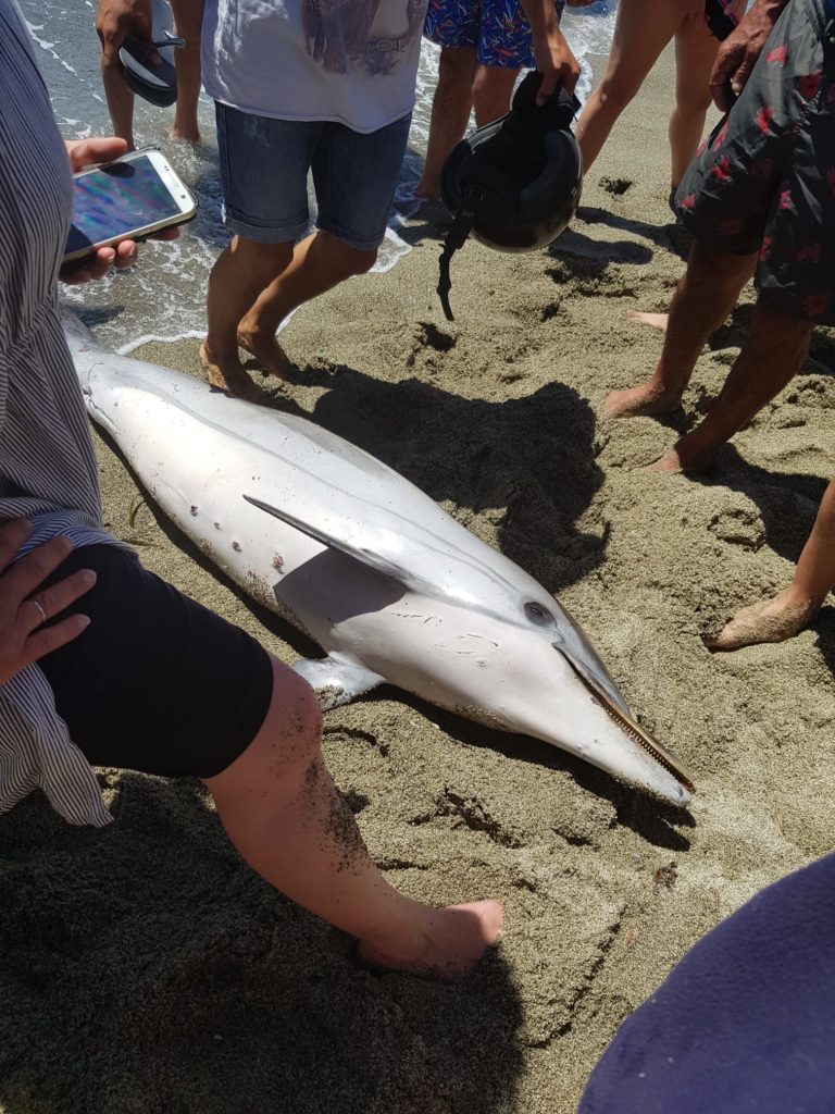 MORTO UN DELFINO NELLA BAIA DI CITARA