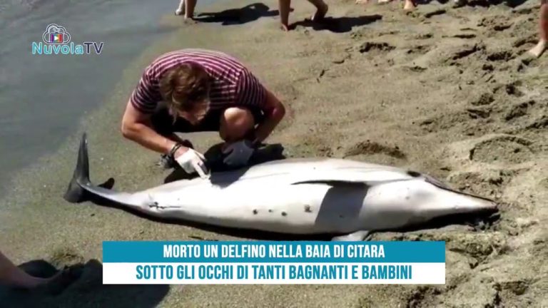 DELFINO MORTO A CITARA, IL DOTT.MUNARI SPIEGA LE POSSIBILI CAUSE DEL DECESSO