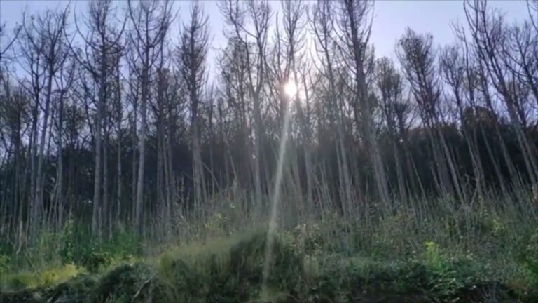 BOSCO DELLA MADDALENA, IL COMUNE REVOCA L’ORDINANZA